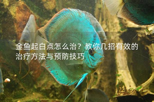 金魚起白點怎么治？教你幾招有效的治療方法與預(yù)防技巧